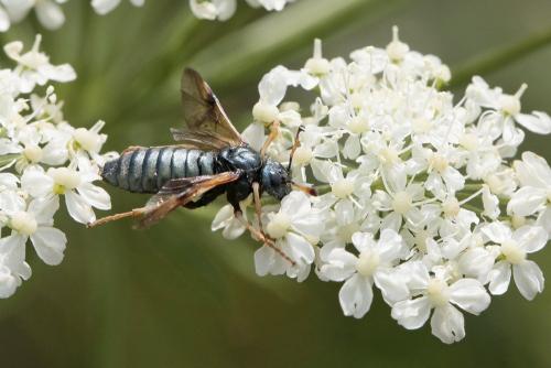 Abia fulgens